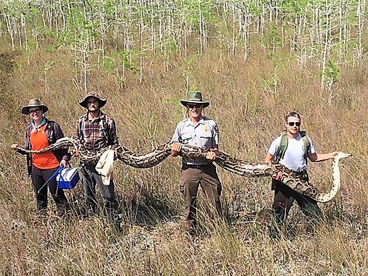 Die Python ist 5,20 Meter lang und 64 Kilogramm schwer