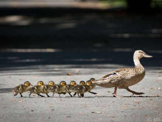 Enten lösten am Wolfgangsee einen Unfall aus