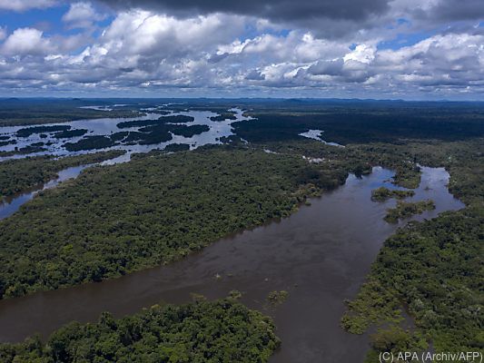 1,35 Mio.Hektar an Regenwald in Brasilien verloren