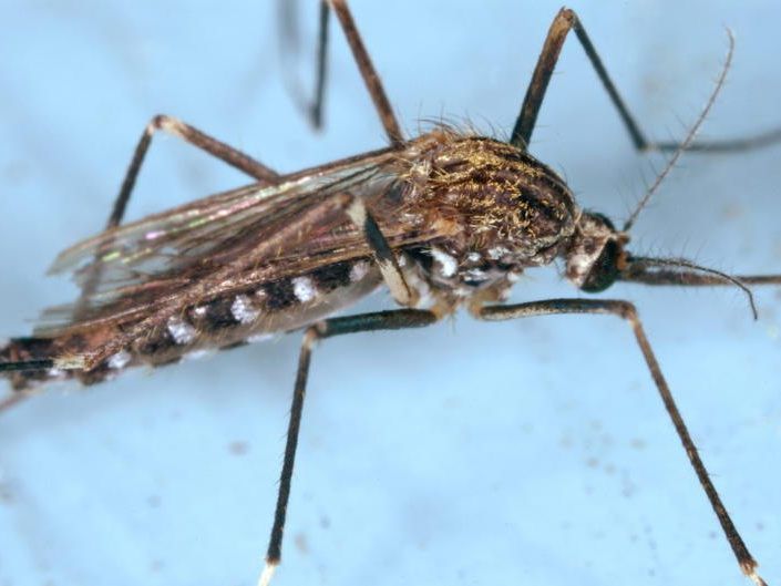 Die Asiatische Buschmücke ist inzwischen auch im Süddeutschen Raum angesiedelt