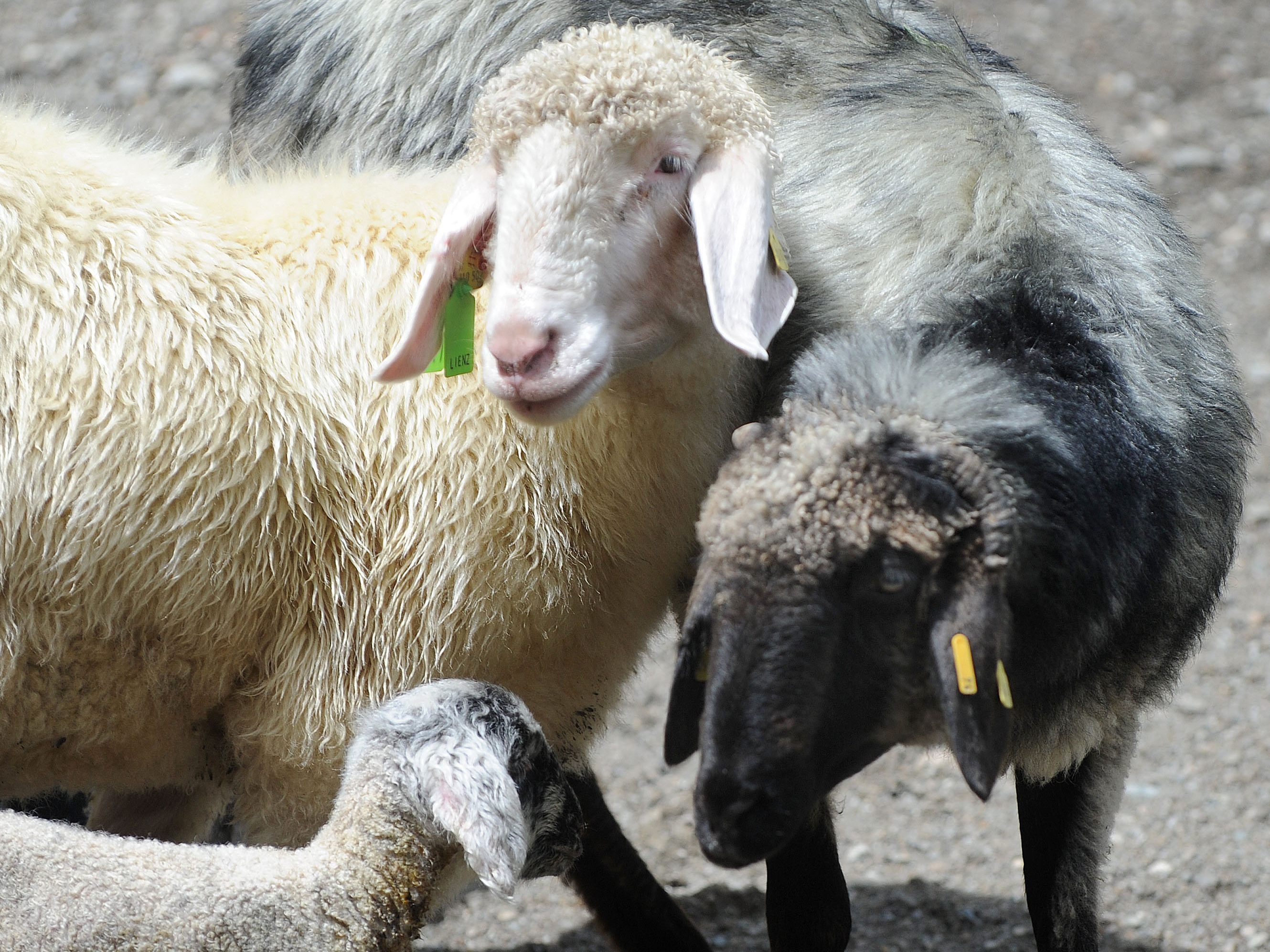 Der Besitzer der Tiere (Symbolbild) sieht einer Anzeige bei der Staatsanwaltschaft entgegen.