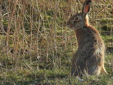 Die Hasenpest breitet sich in Liechtenstein aus.