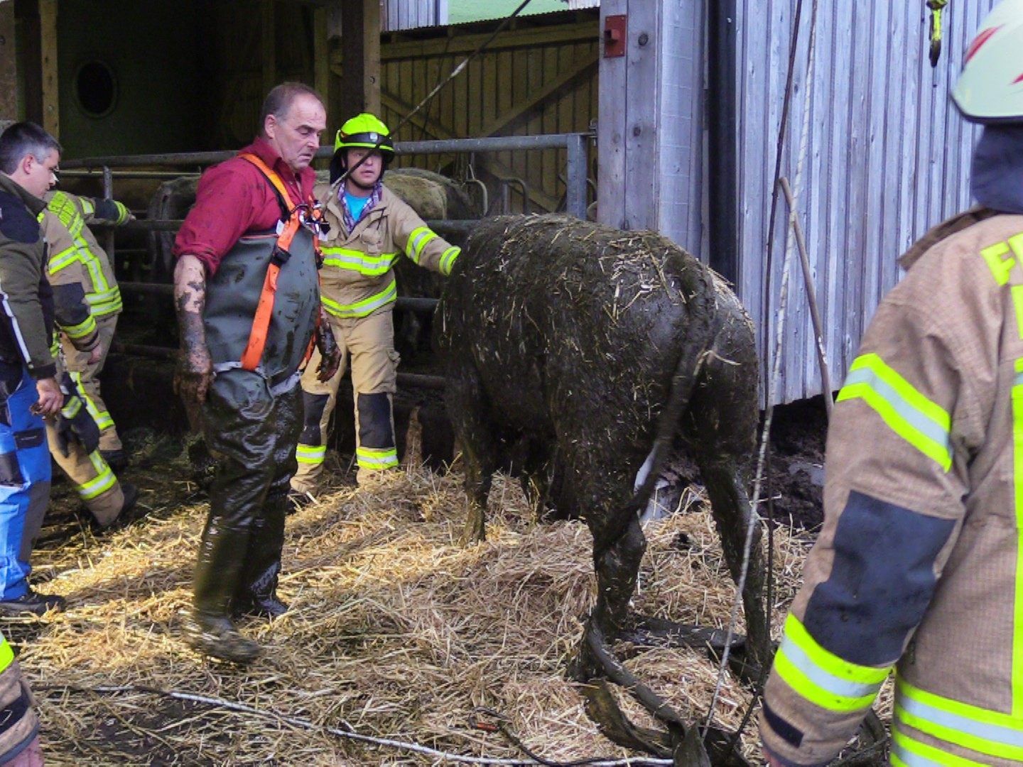 Stier ist wieder wohlauf