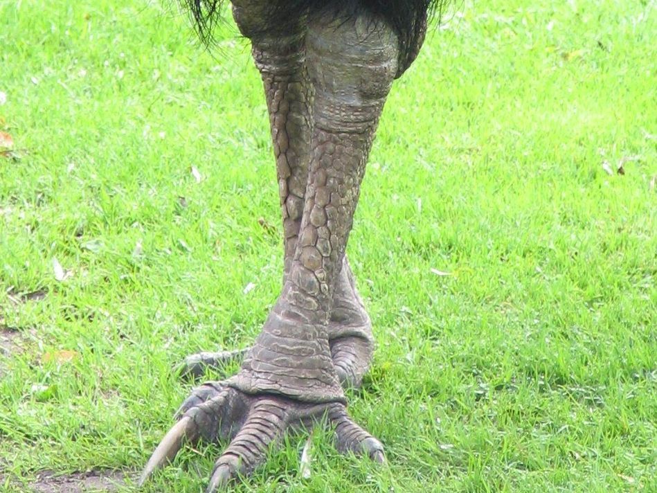 Kasuare können Menschen mit ihren Krallen schwer verletzen.