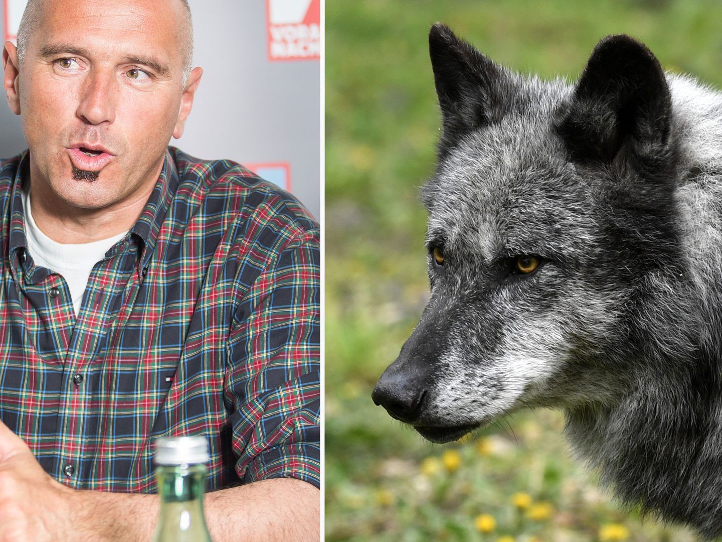 Der Wolf soll ein Wildtier im hinteren Bregenzerwald gerissen haben.
