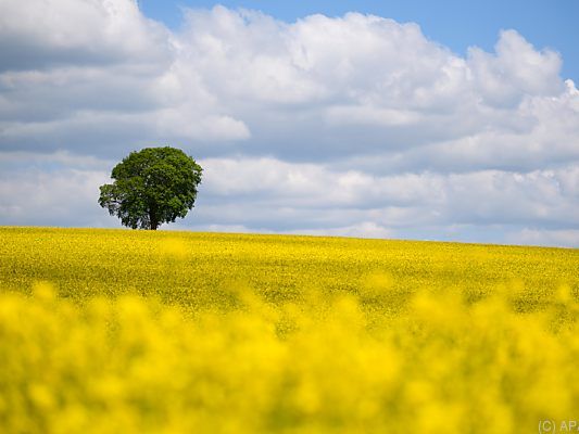 Der Regen wurde in der Landwirtschaft dringend benötigt