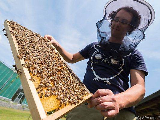 Von acht Millionen Arten könnte rund eine Million verschwinden