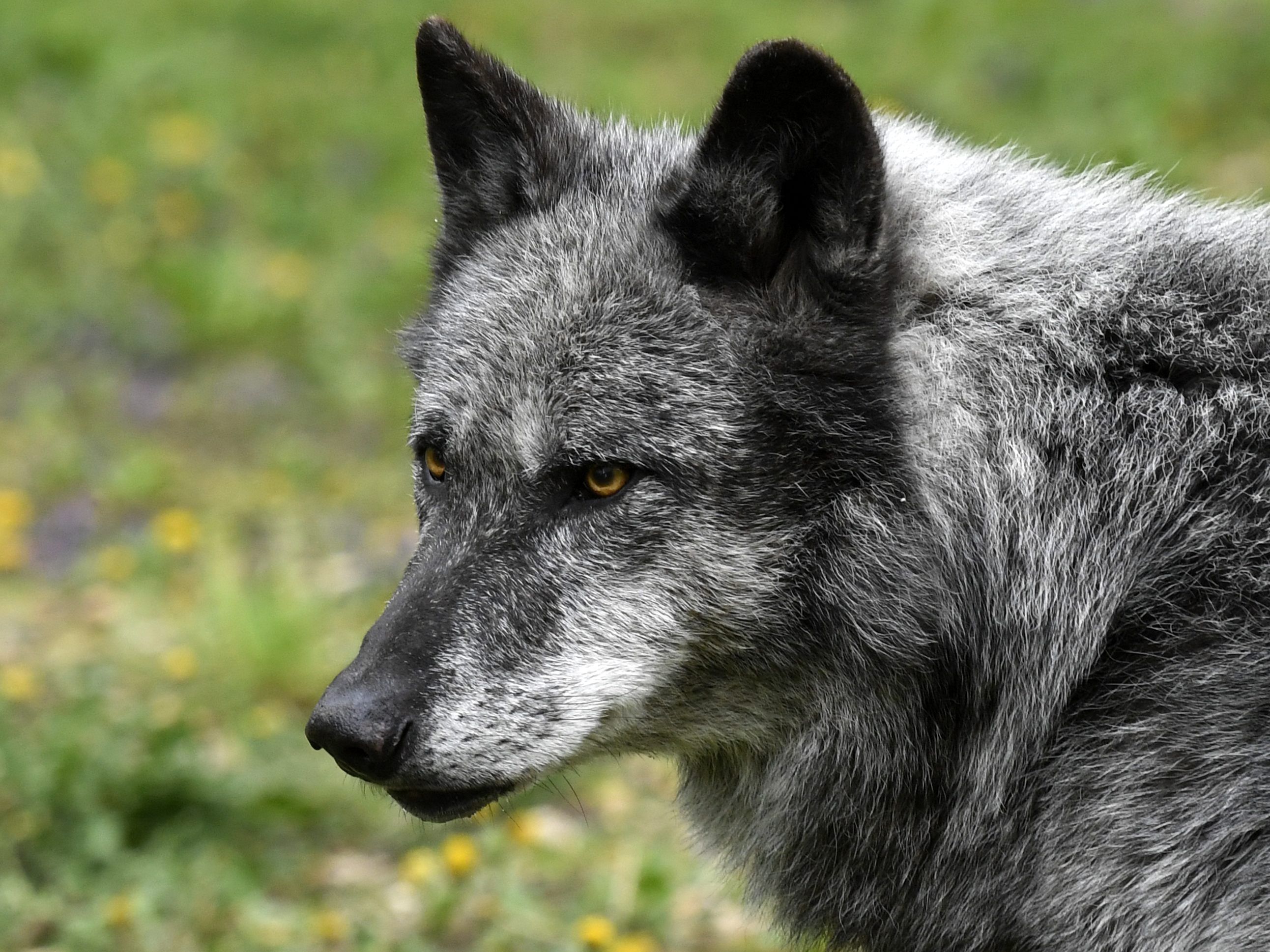 Wird der Wolf wieder heimisch in Vorarlberg?