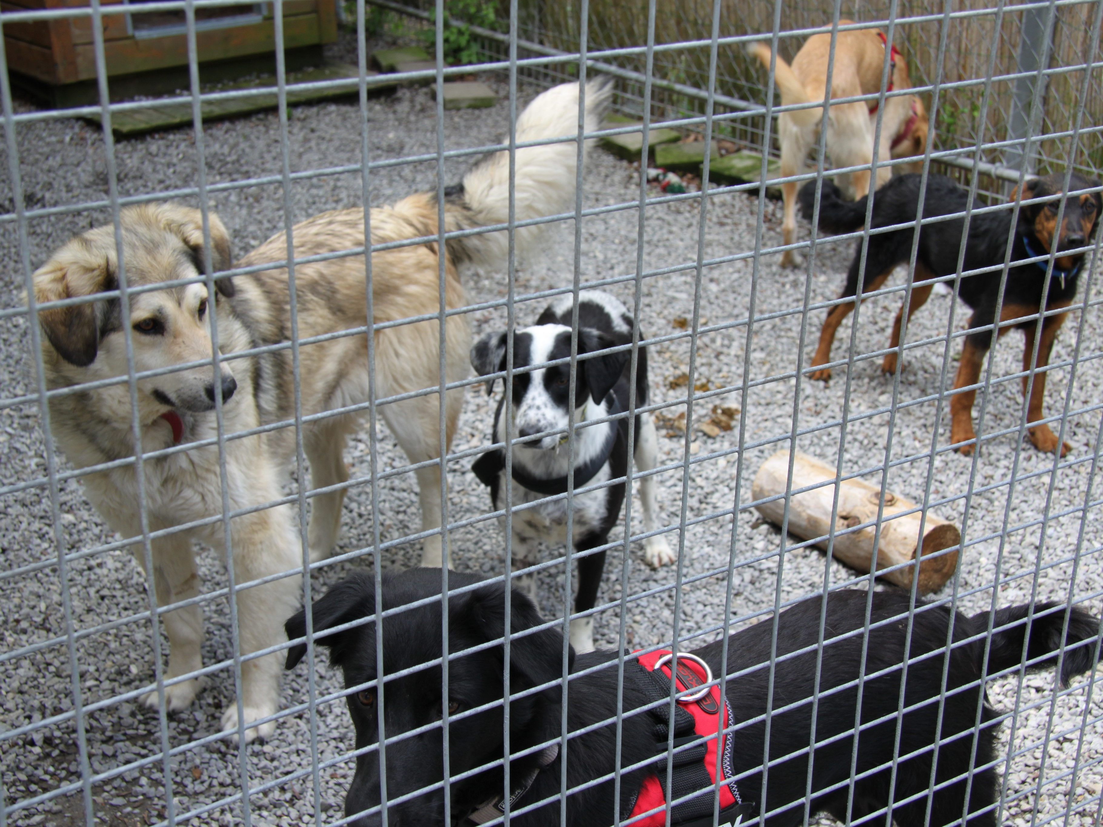 Die Hunde im Tierschutzheim Dornbirn
