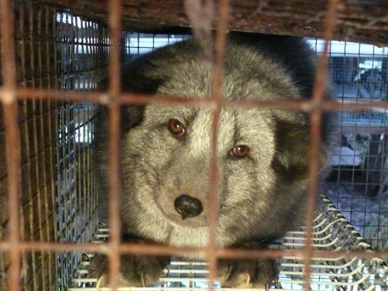 Ein Polarfuchs - eingesperrt im Käfig