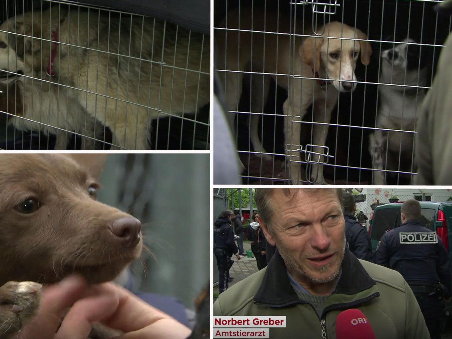 Die Hunde sind vorerst im Tierheim untergebracht.