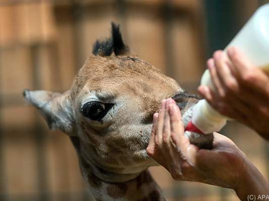 Der kleine Giraffenbulle hat noch keinen Namen