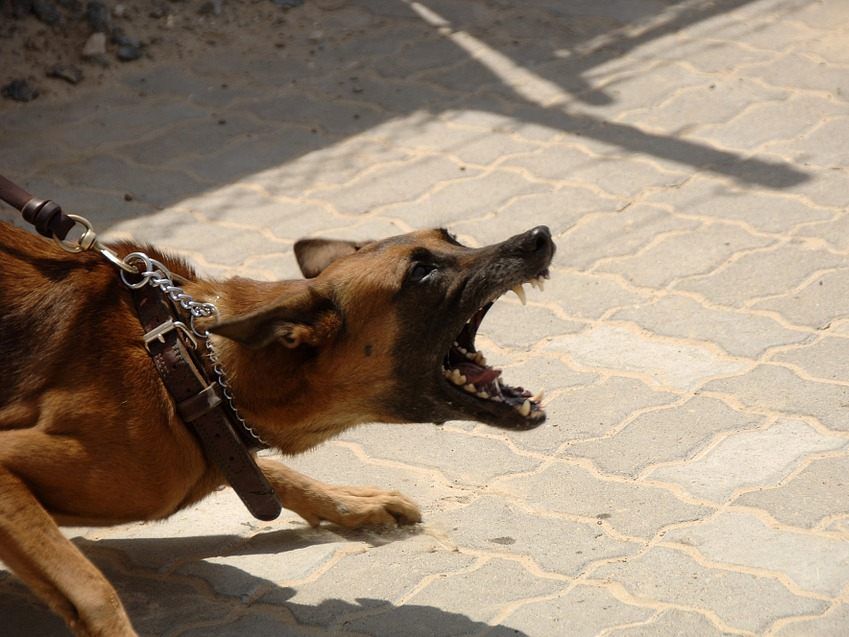 Der Hund biss in dem Chaos zu.