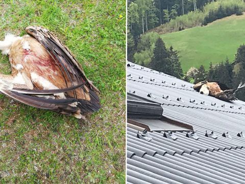 Ein Unbekannter hat einen fliegenden Gänsegeier abgeschossen.