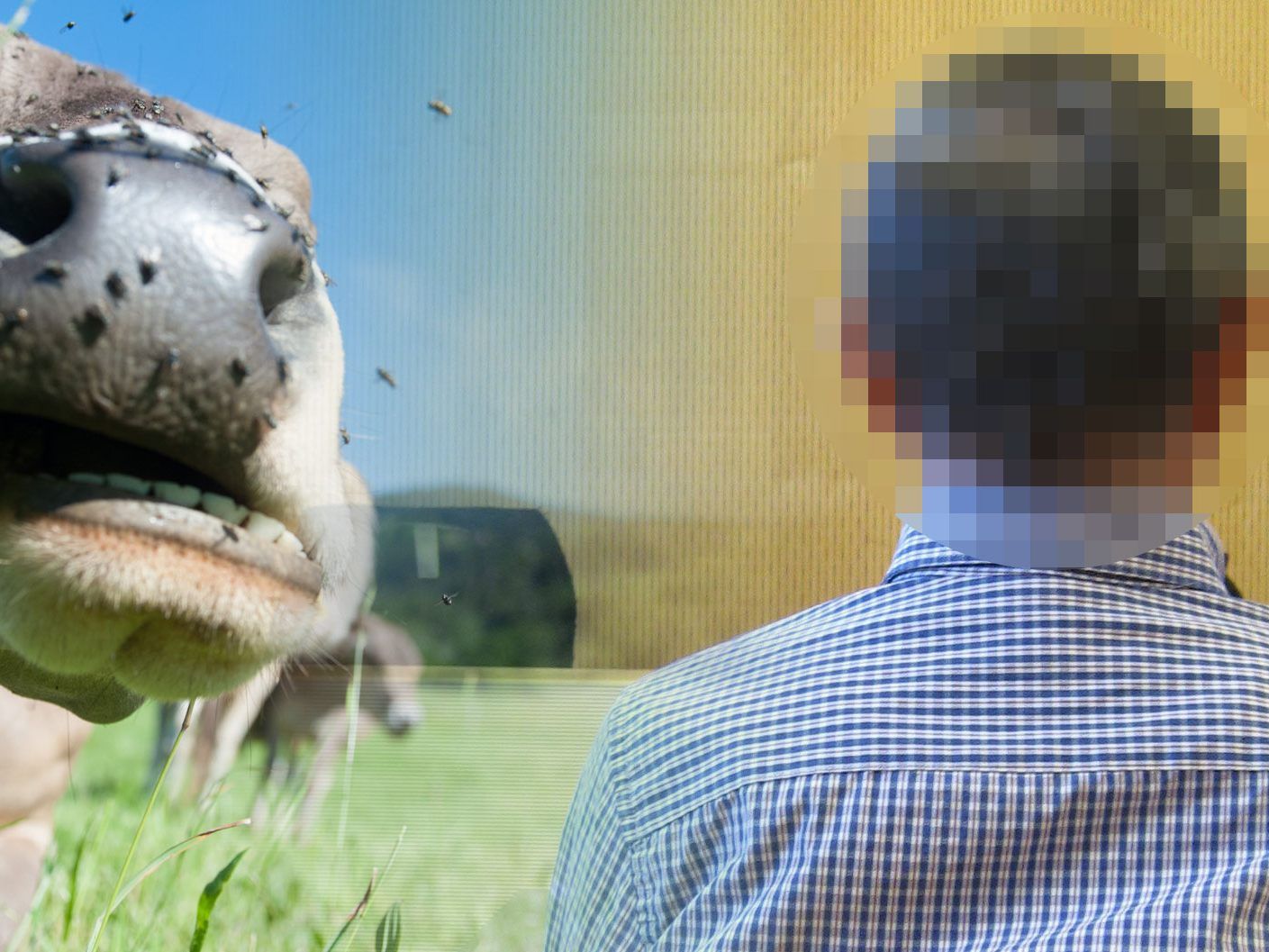 Rinder standen im Mist. Berufungsrichter hoben teilbedingte Geldstrafe von 2.000 auf 4.000 Euro an.