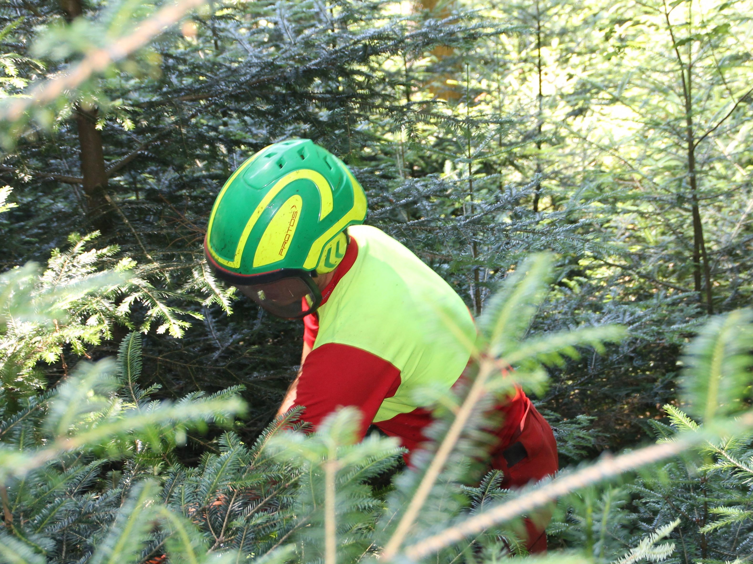 Auswirkungen des Klimawandels auf die Wälder wird als bewältigbar angesehen.