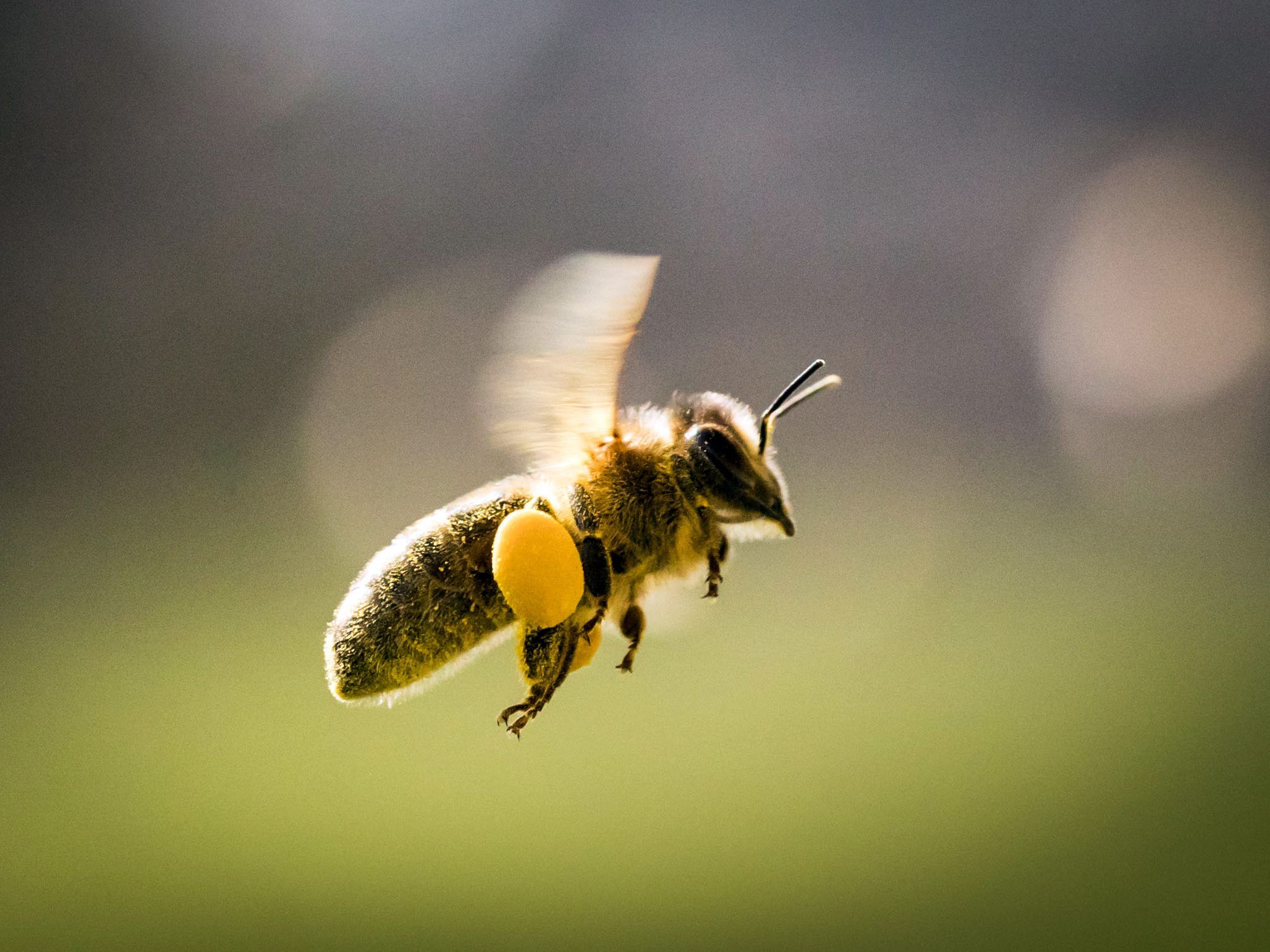 In den meisten Fällen sind Insektenstiche zwar schmerzahft, jedoch harmlos.