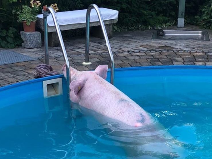 Das Tier wurde per Ladekran aus dem Pool gehoben.