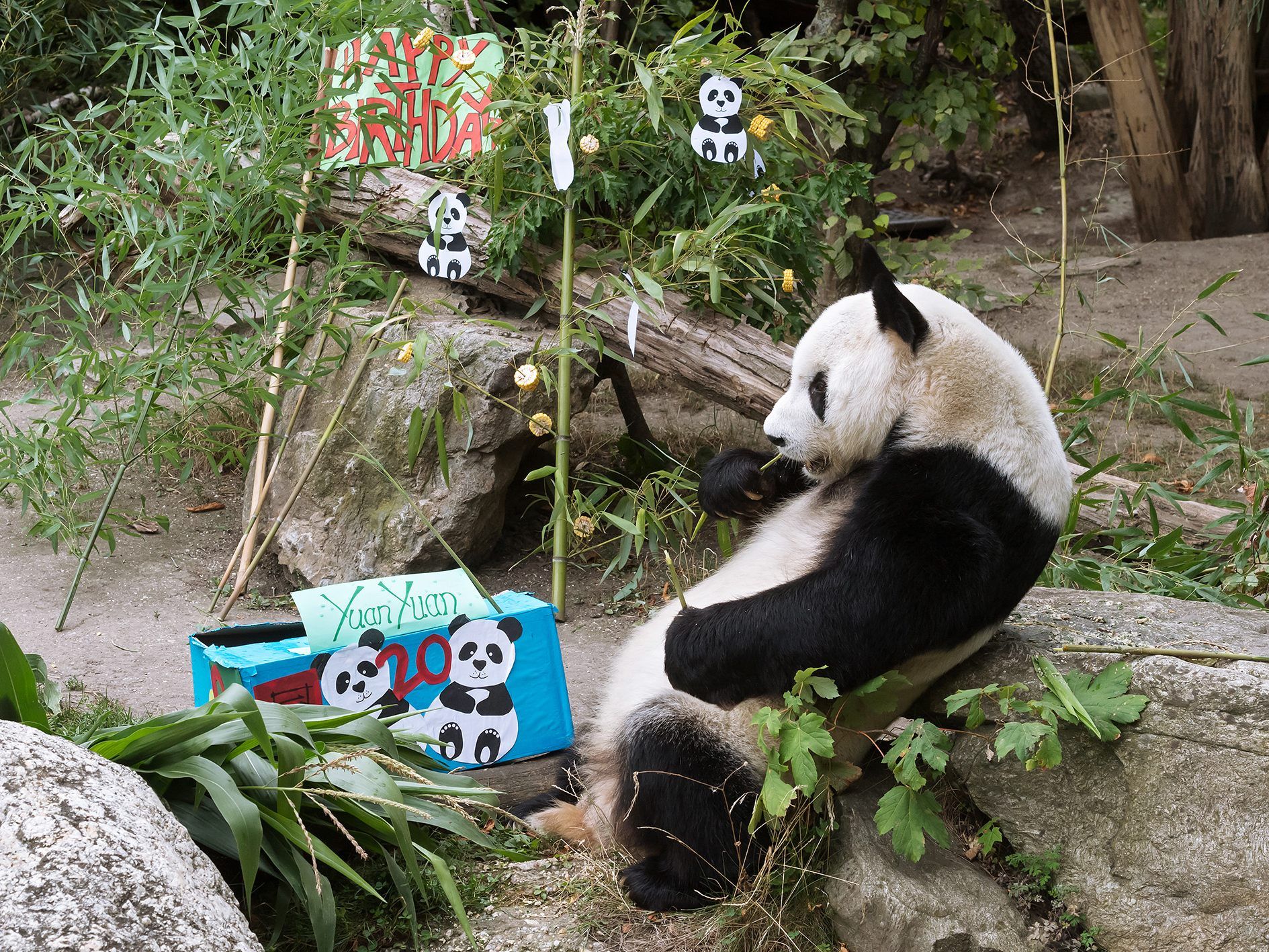 Yuan Yuan erhält tolle Geburtstagsüberraschungen.