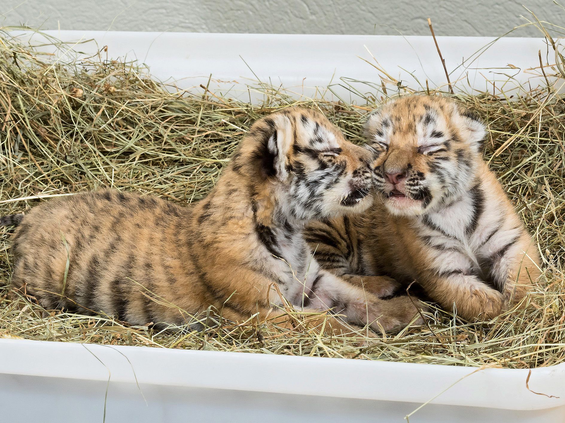 Die in Hainburg gefundenen Tiger-Babys sind im Wiener Tiergarten Schönbrunn untergebracht.