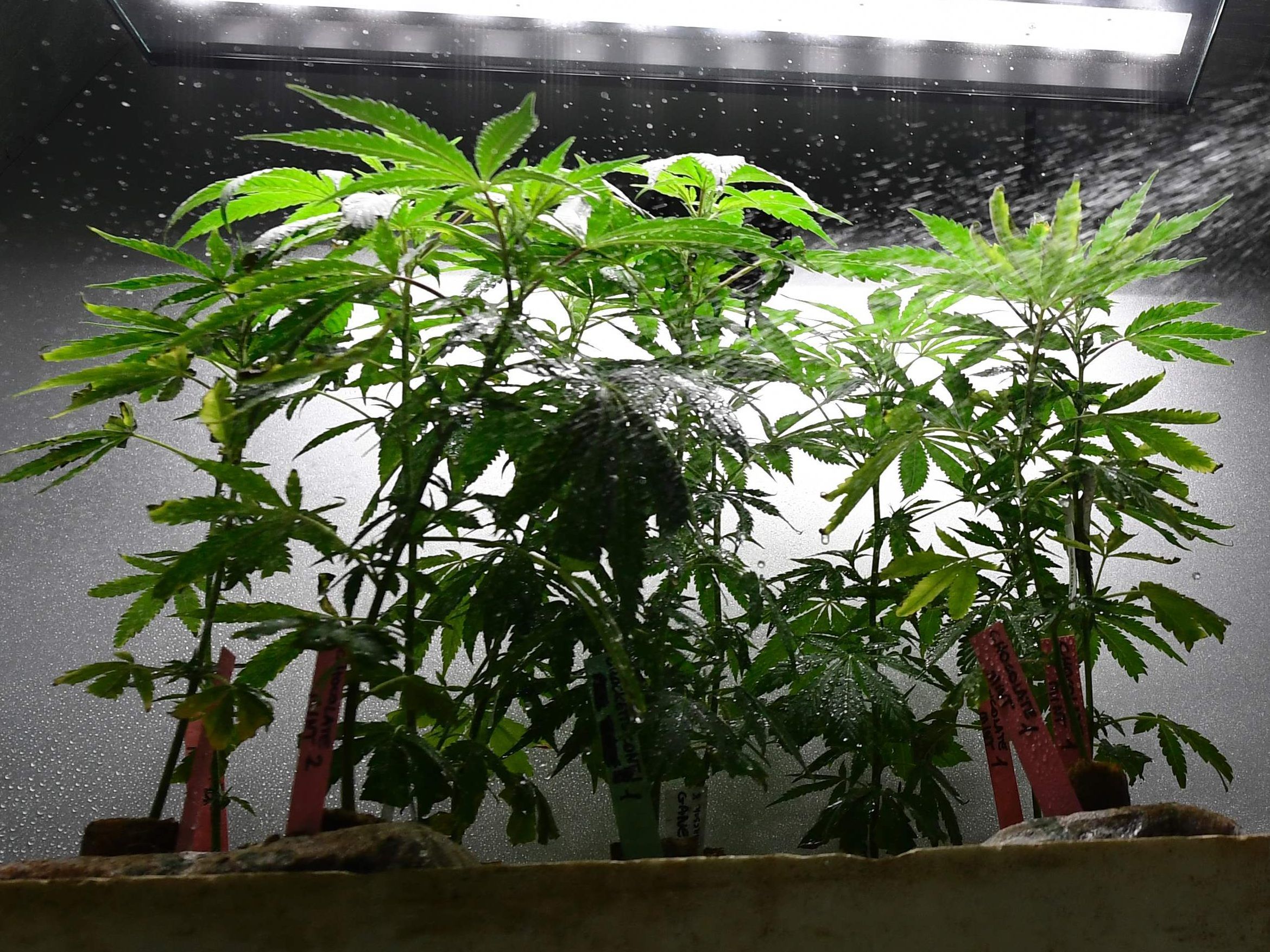 Die Frau und zwei Männer handelten kiloweise mit Cannabis. (Symbolbild)