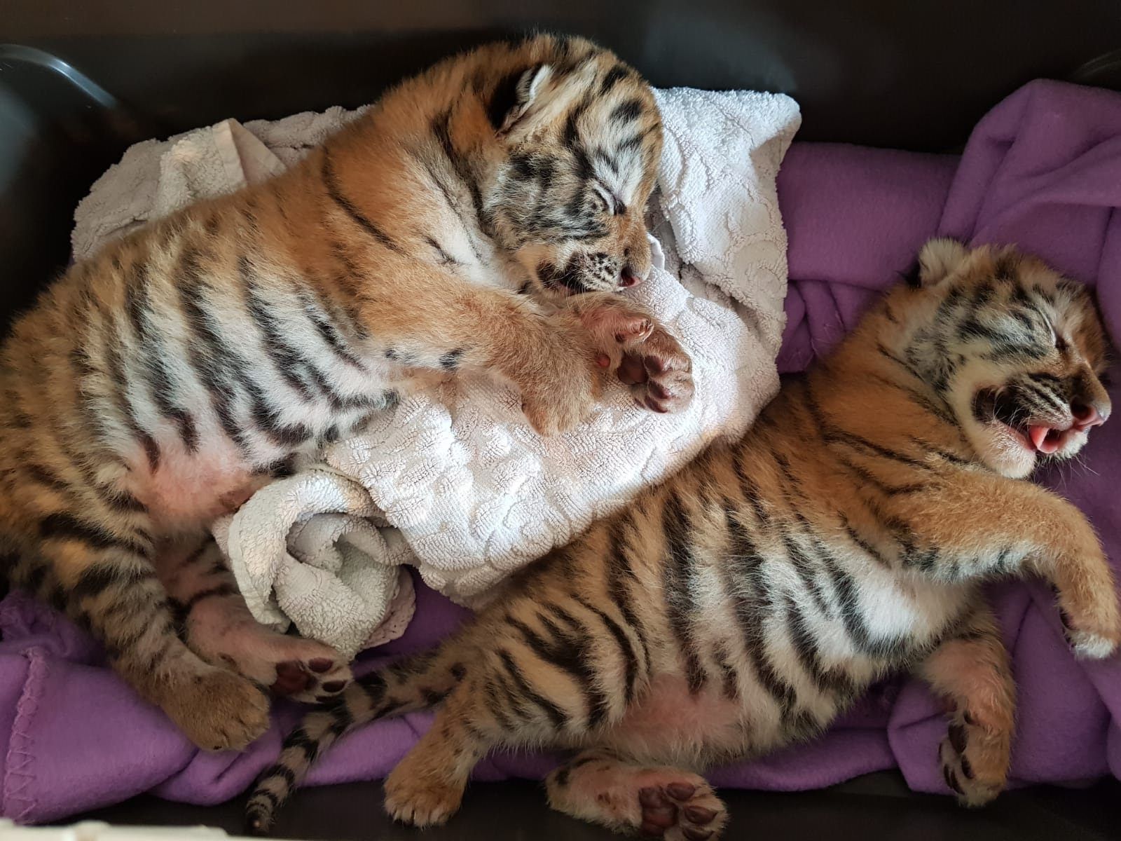 Die Tigerbabys waren bei ihrer Auffindung in einem sehr kritischen Zustand.