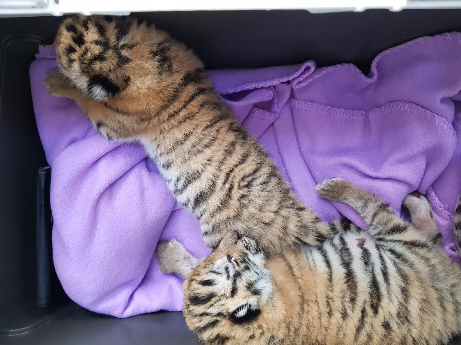 Die Tierschützerin steht derzeit unter Polizeischutz.