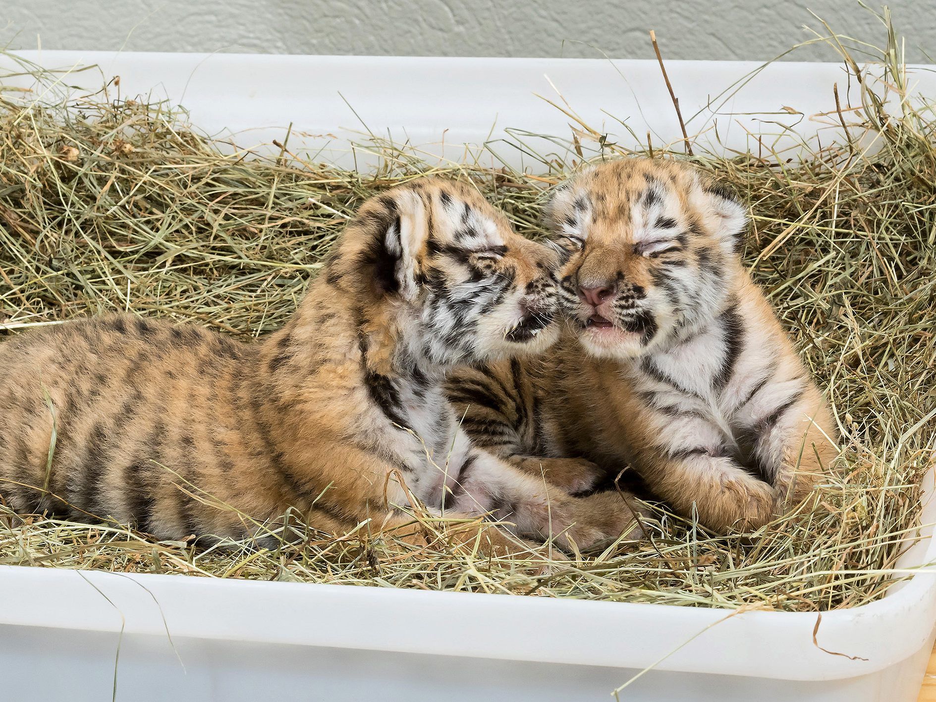 Die Tigerbabys werden nun im Tiergarten Schönbrunn aufgepäppelt.