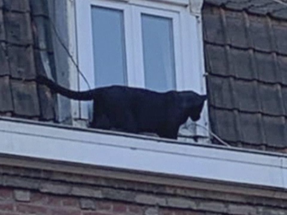 Panther streunt in französicher Kleinstadt herum.