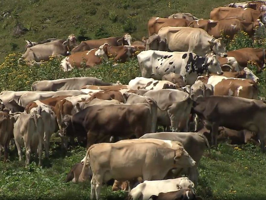 Das Ergebnis ist für den Landwirt niederschmetternd