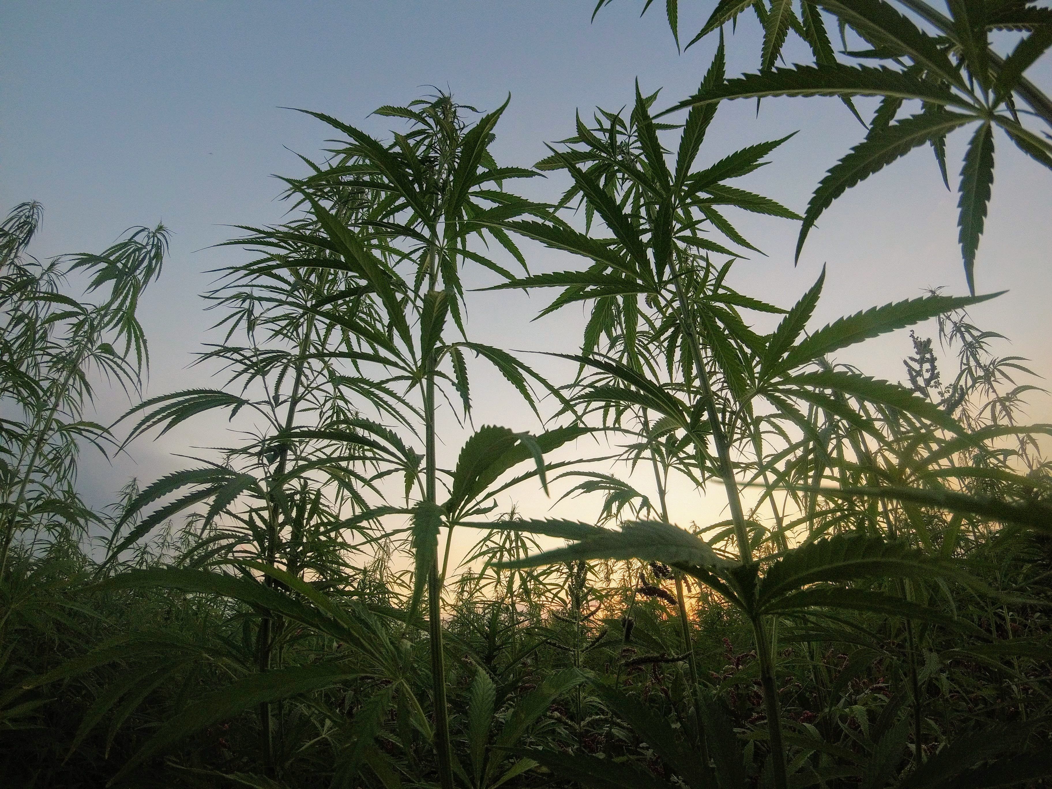Dietmar Schweninger will mit seinem Joint-Venture in den medizinischen Cannabismarkt.