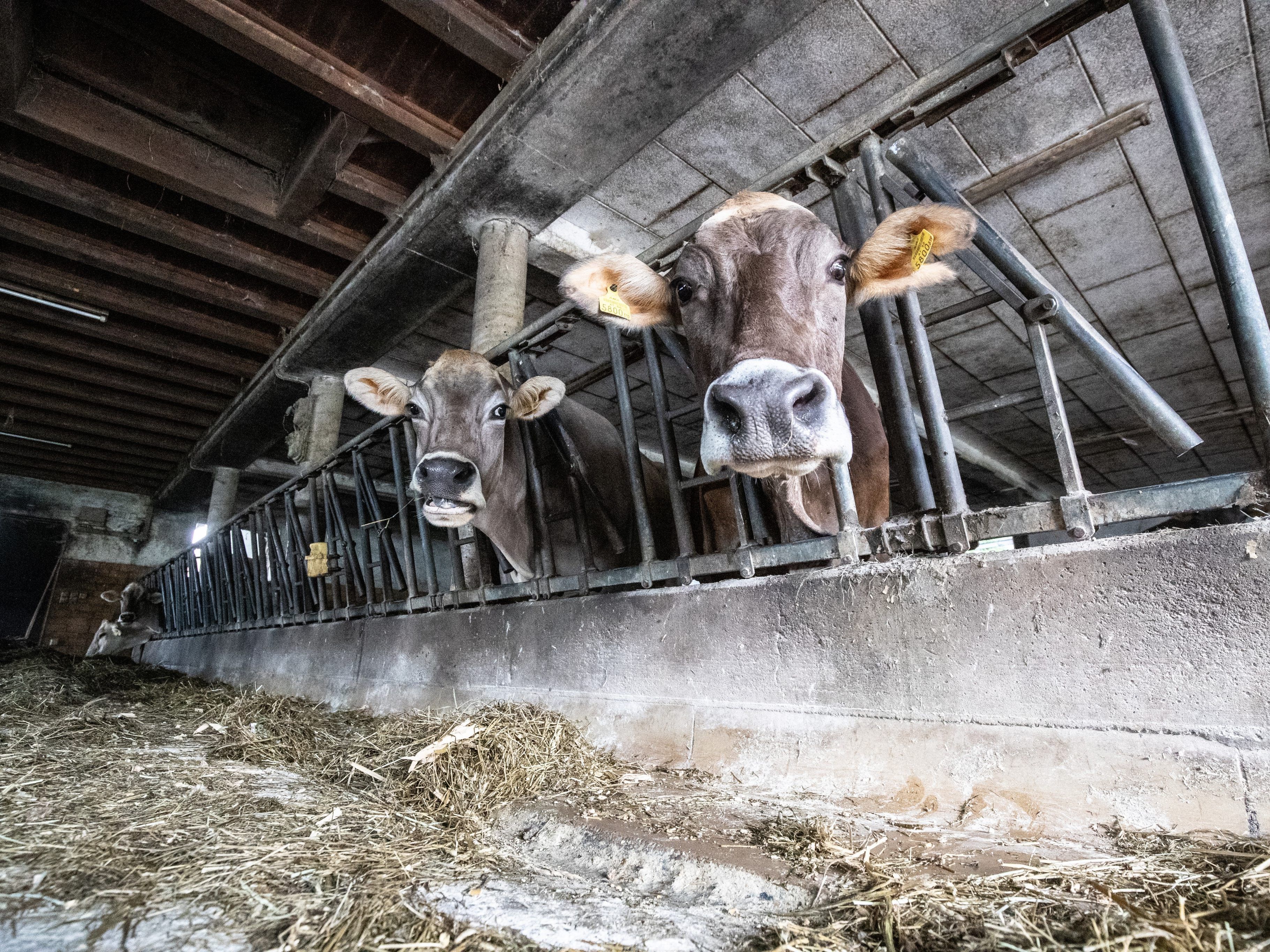 Alle 53 Kühe des Hofs werden getötet.