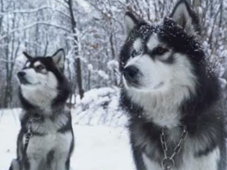 Huskys töten zwölf Tiere - Streunende Hunde reißen Therapie-Schafe und Ziegen. (Symbolbild)