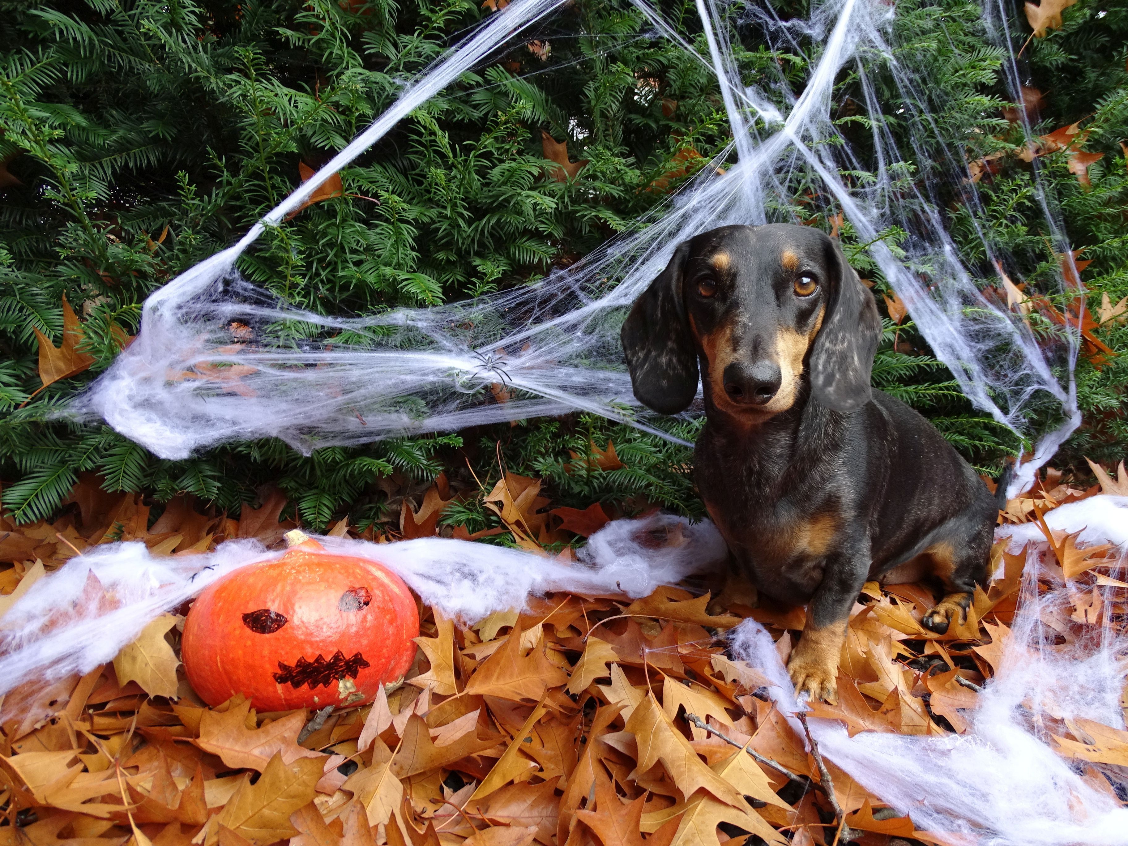 So gemütlich wie auf diesem Bild ist es für Heimtiere zu Halloween nicht immer