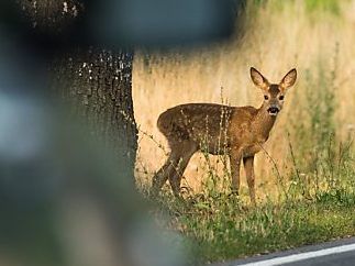 Die Gefahr durch Wildwechsel ist für Mensch und Tier hoch