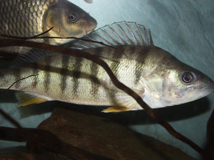 Barsch weiter häufigster Fisch im Bodensee