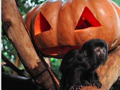 Halloween im Haus des Meeres verspricht jede Menge Grusel-Spaß