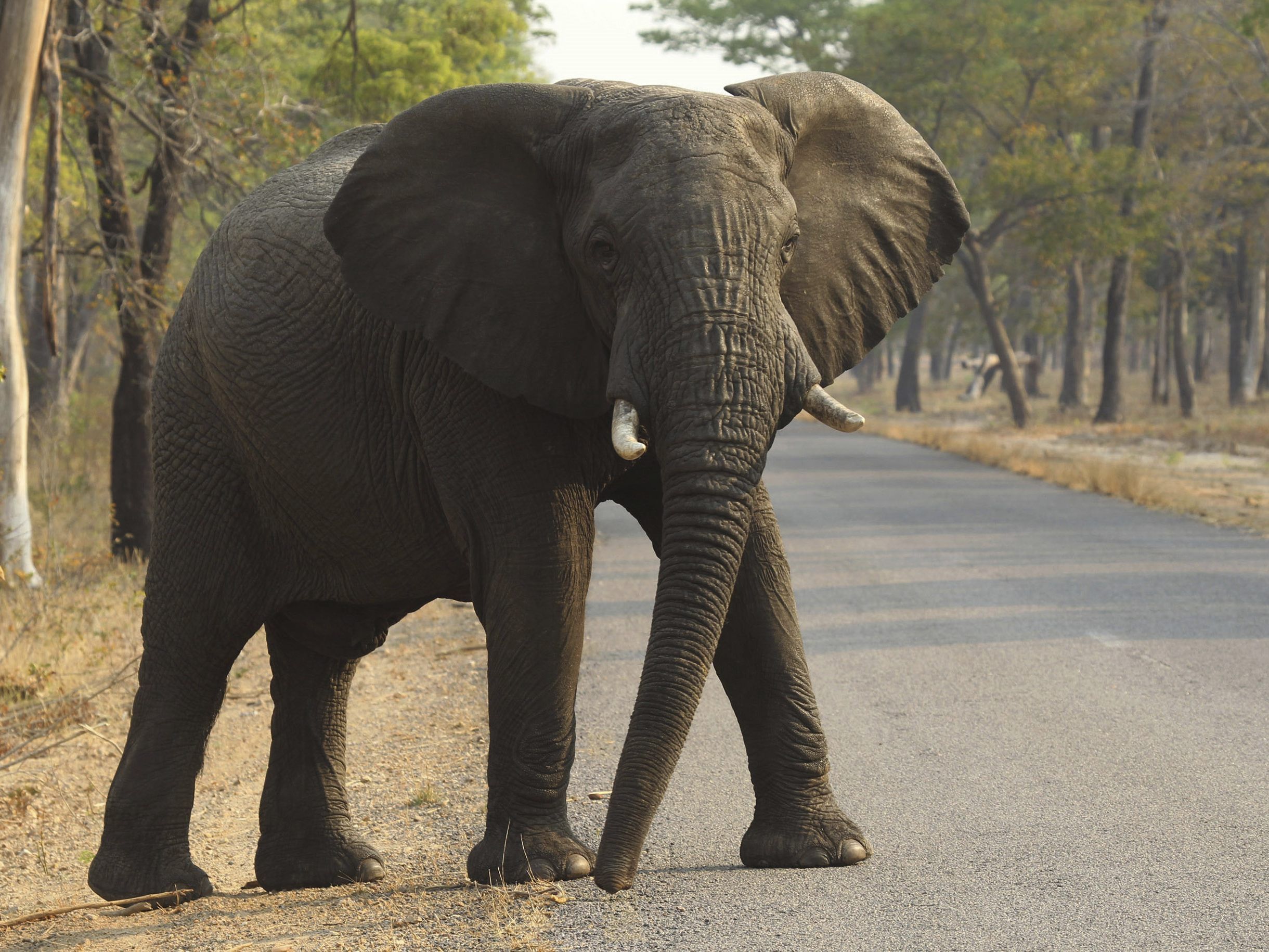 Österreicher von Elefant zu Tode getrampelt.