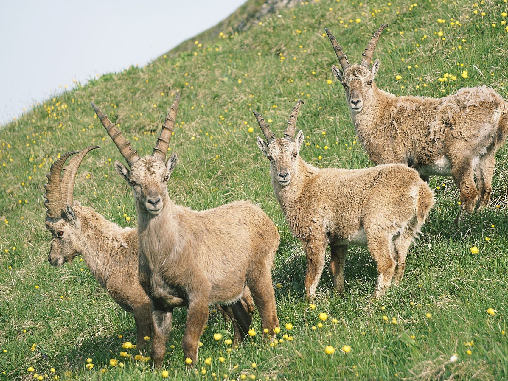 Die Vorarlberger Jägerschaft feiert heuer ihr hundertjähriges Bestehen.