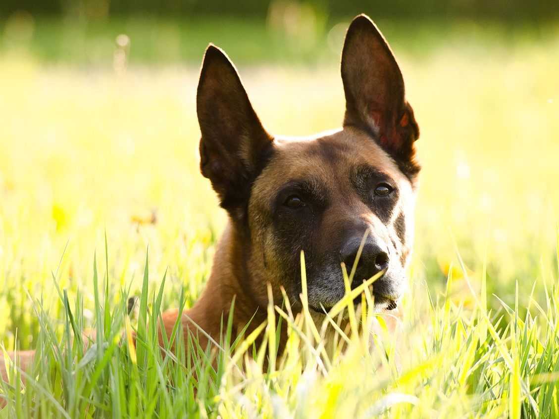 Die Hunderasse Malinois wird für den Polizei- und Militärdienst gezüchtet.