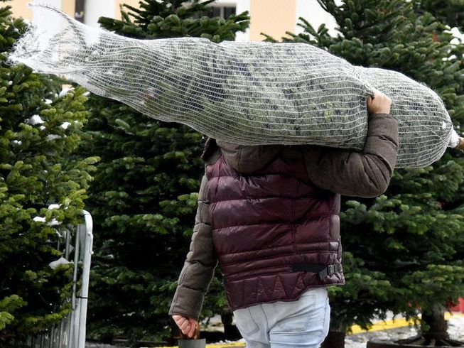 Beliebt ist neuerdings auch der Heimtransport des Christbaumes zu Fuß