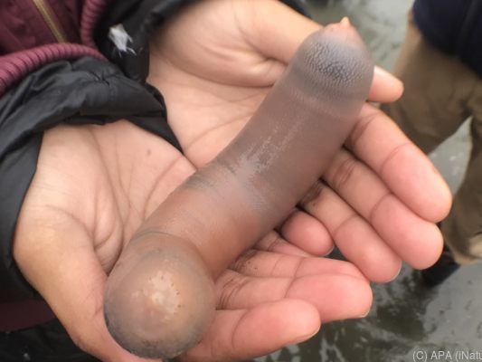 Diese Seewürmer tauchten am Strand auf