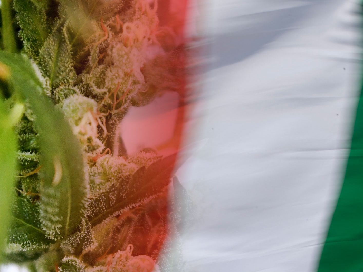 Die Italiener dürfen in Zukunft zuhause Cannabis für den Eigenkonsum anbauen.