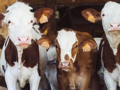 Gesamter Bestand des landwirtschaftlichen Betriebs - mehr als 50 Rinder und Kühe - muss gekeult werden