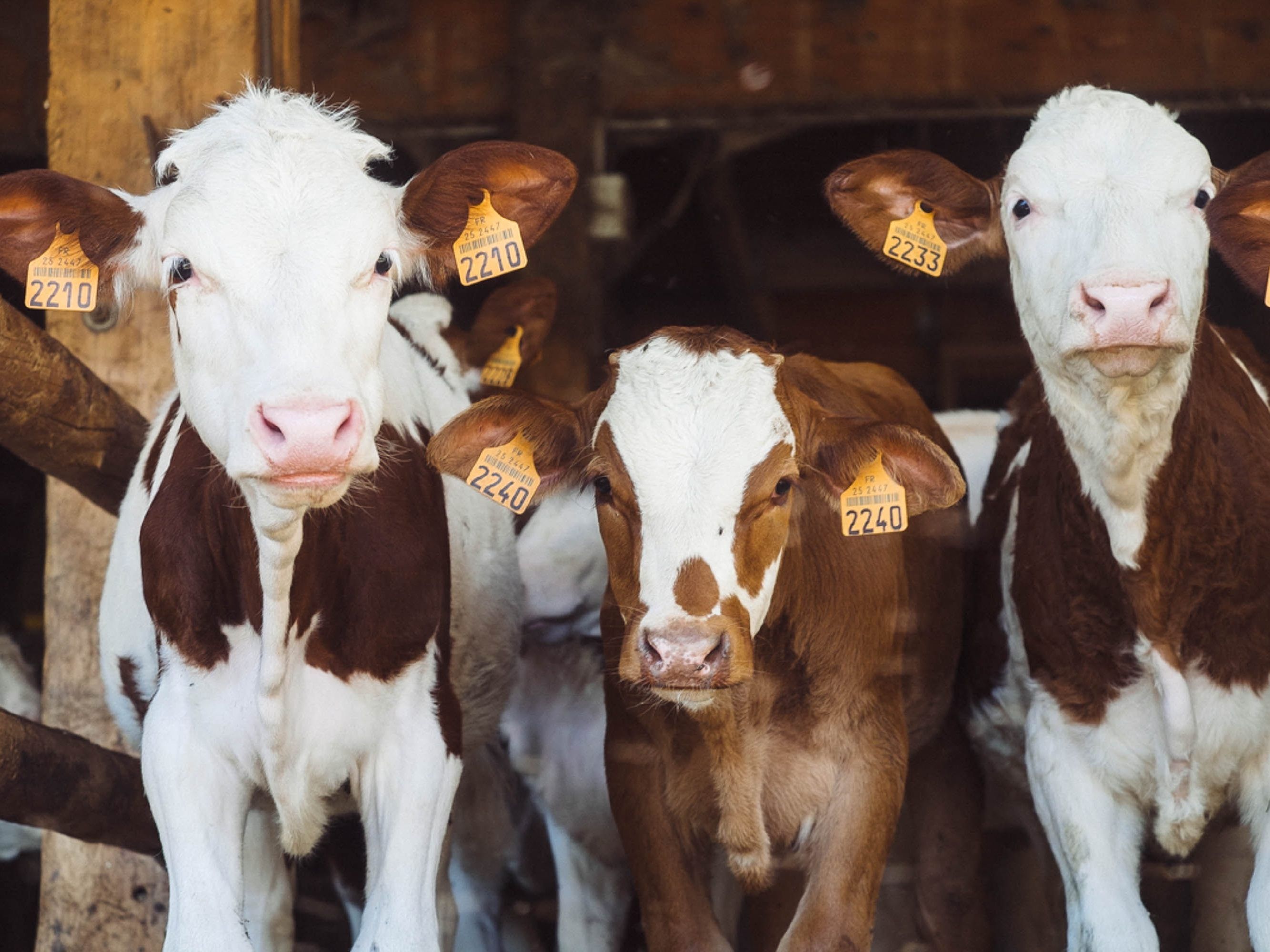 Vorläufig werden sechs Tiere des Bestands diagnostisch getötet