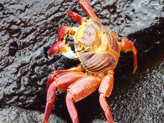 Rote Krabben belagern eine Insel beim Indischen Ozean.