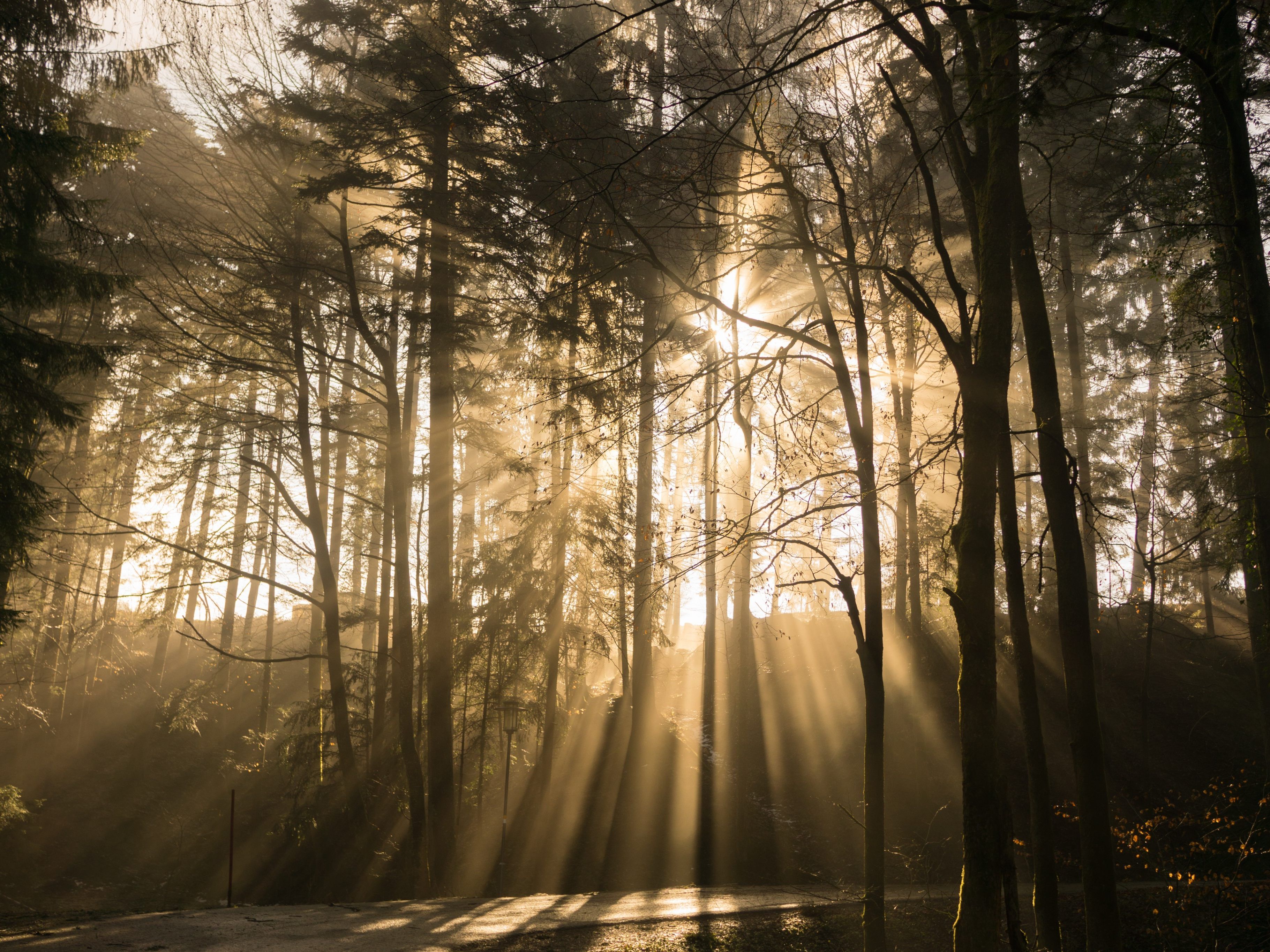 Wie der Wald durch den Klimawandel leidet.