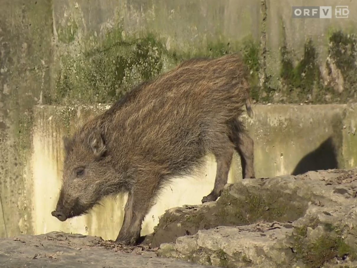 Bei den Wildschweinen im Wildpark Feldkirch gibt es bereits Nachwuchs.