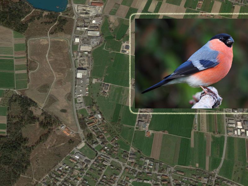 Vögel in Naturschutzgebiet angelockt und gefangen
