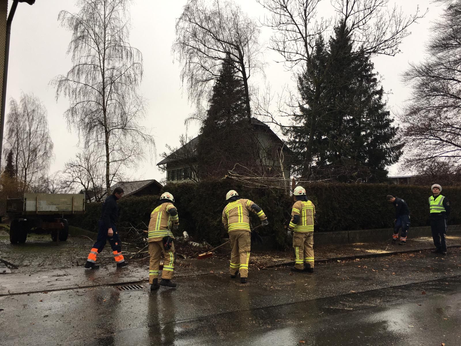 Baum verlegt Straße in Wolfurt